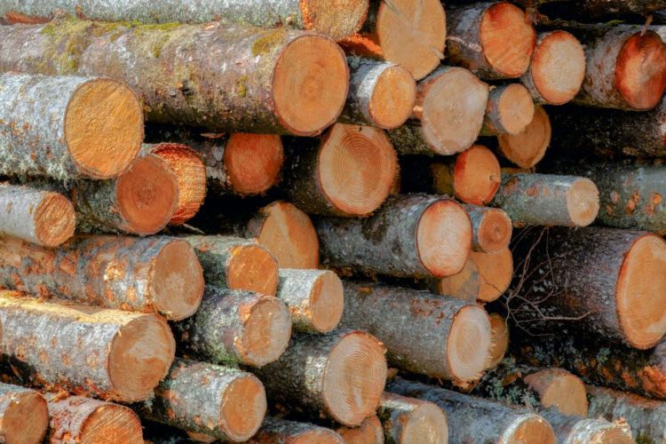 Coupe de bois industrielle